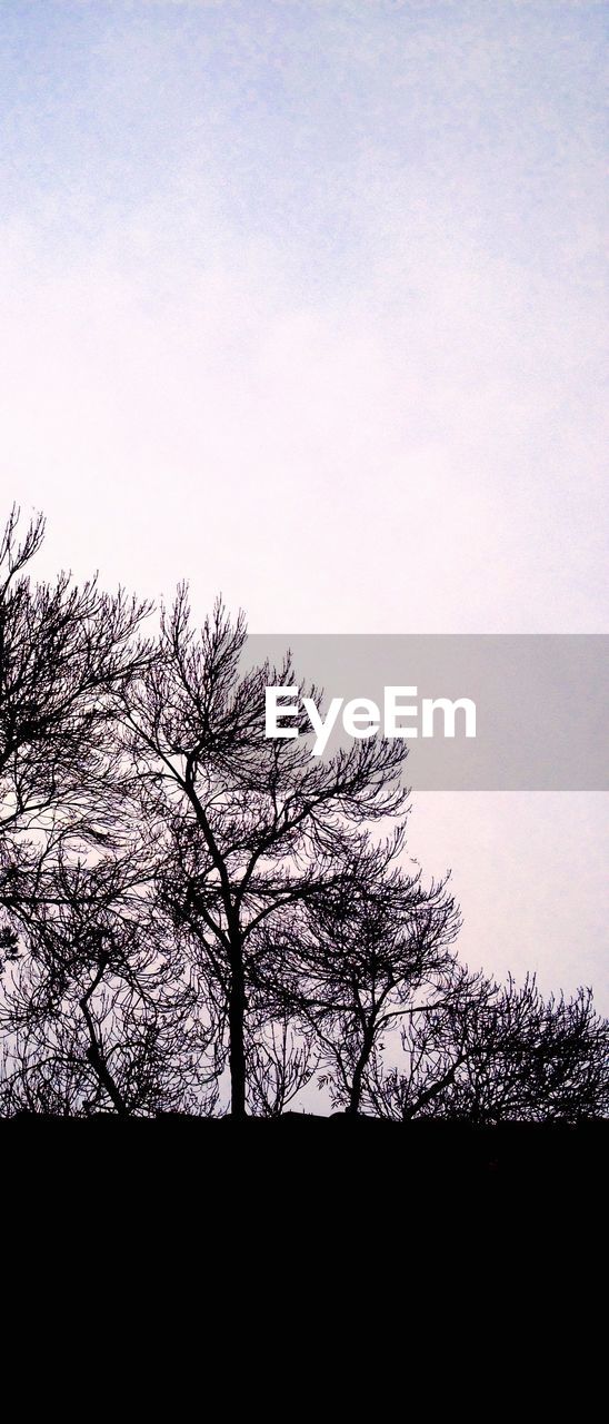 CLOSE-UP OF TREE AGAINST SKY