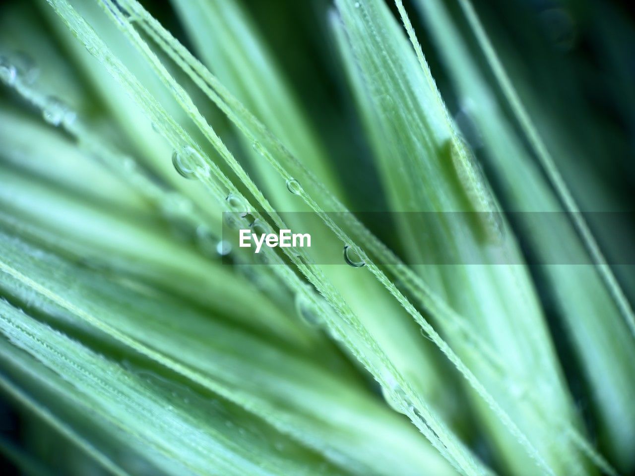 green, close-up, plant, leaf, macro photography, no people, plant part, nature, growth, water, freshness, wet, grass, backgrounds, selective focus, drop, beauty in nature, palm tree, plant stem, palm leaf, flower, full frame, extreme close-up, outdoors, food and drink