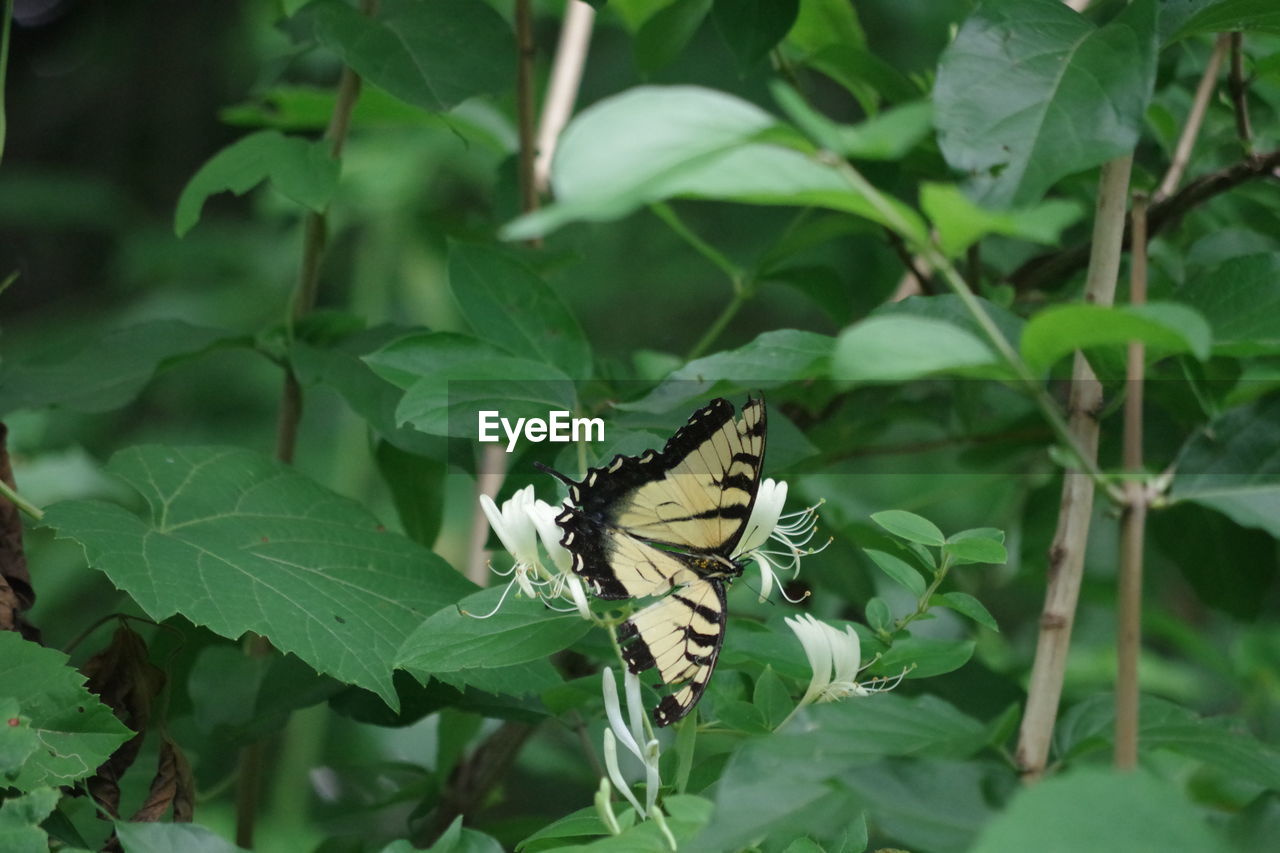 Butterfly perching on leaf