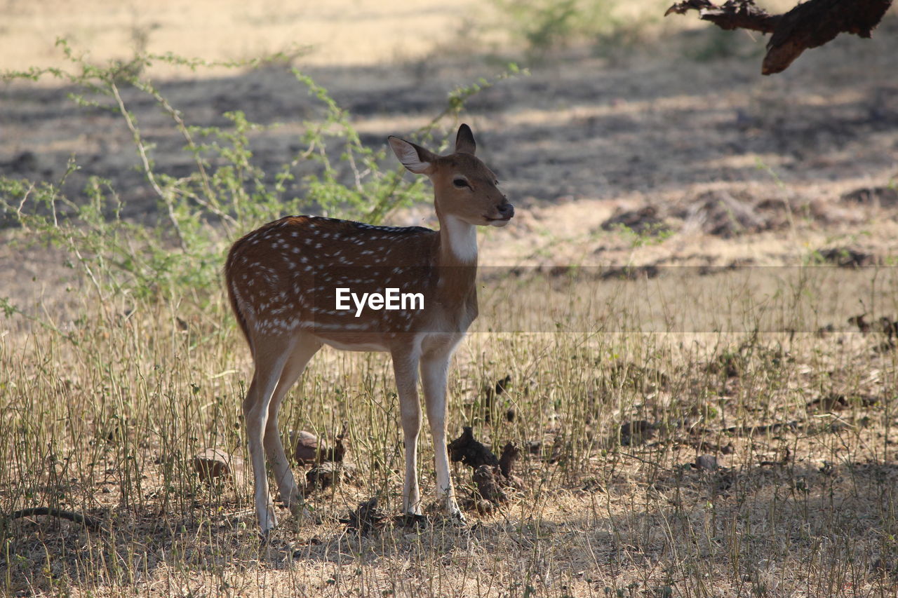 Portrait of a deer standing in grass