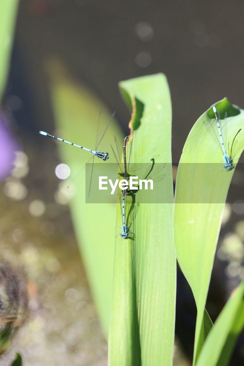 CLOSE-UP OF SPIDER OUTDOORS