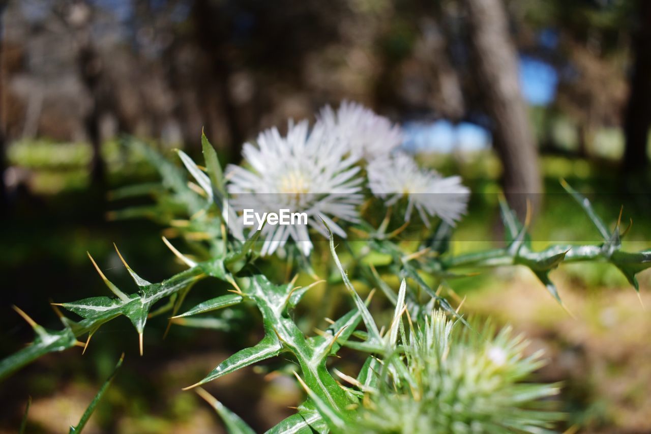 CLOSE-UP OF FLOWER