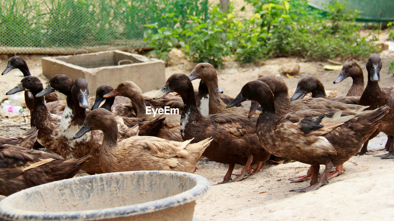 Flock of birds in a farm