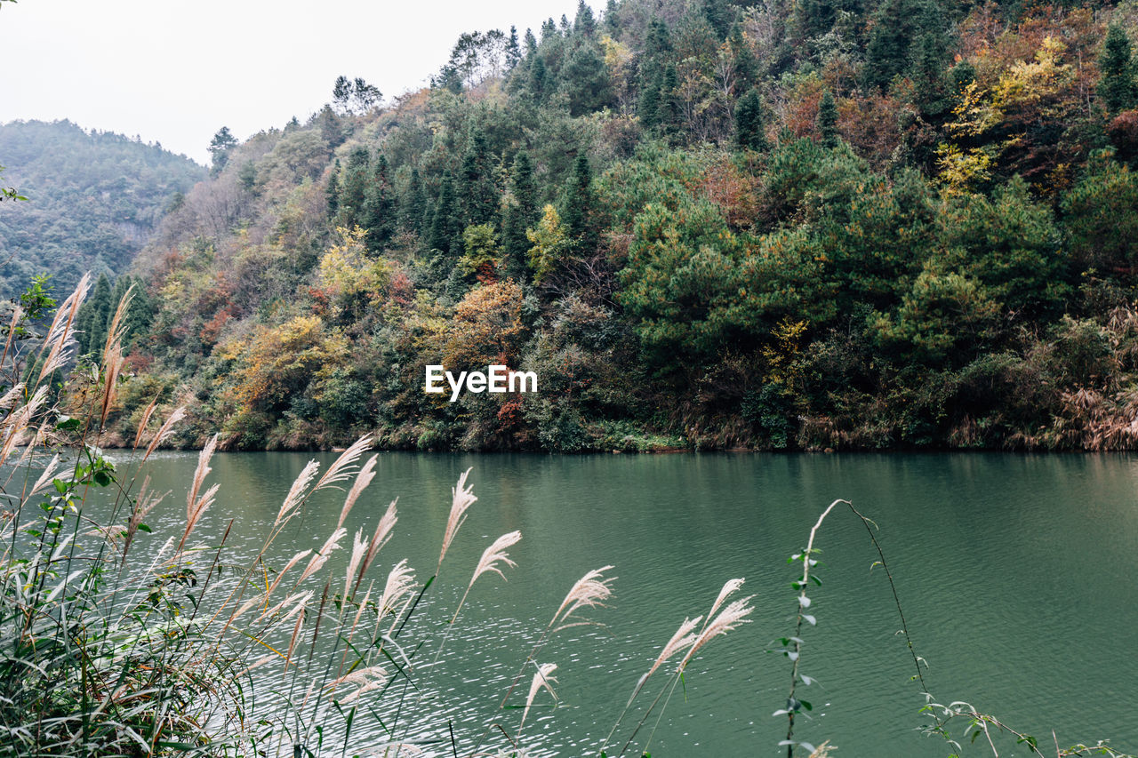 SCENIC VIEW OF LAKE IN FOREST AGAINST MOUNTAIN