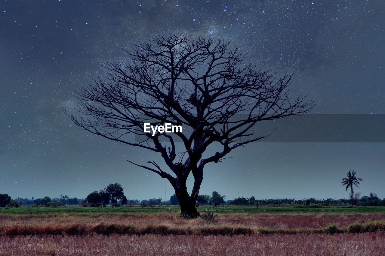 TREE ON FIELD AGAINST SKY