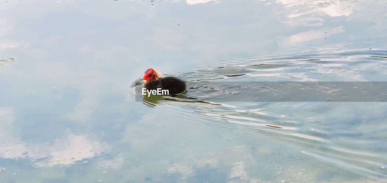 BIRD SWIMMING IN A LAKE