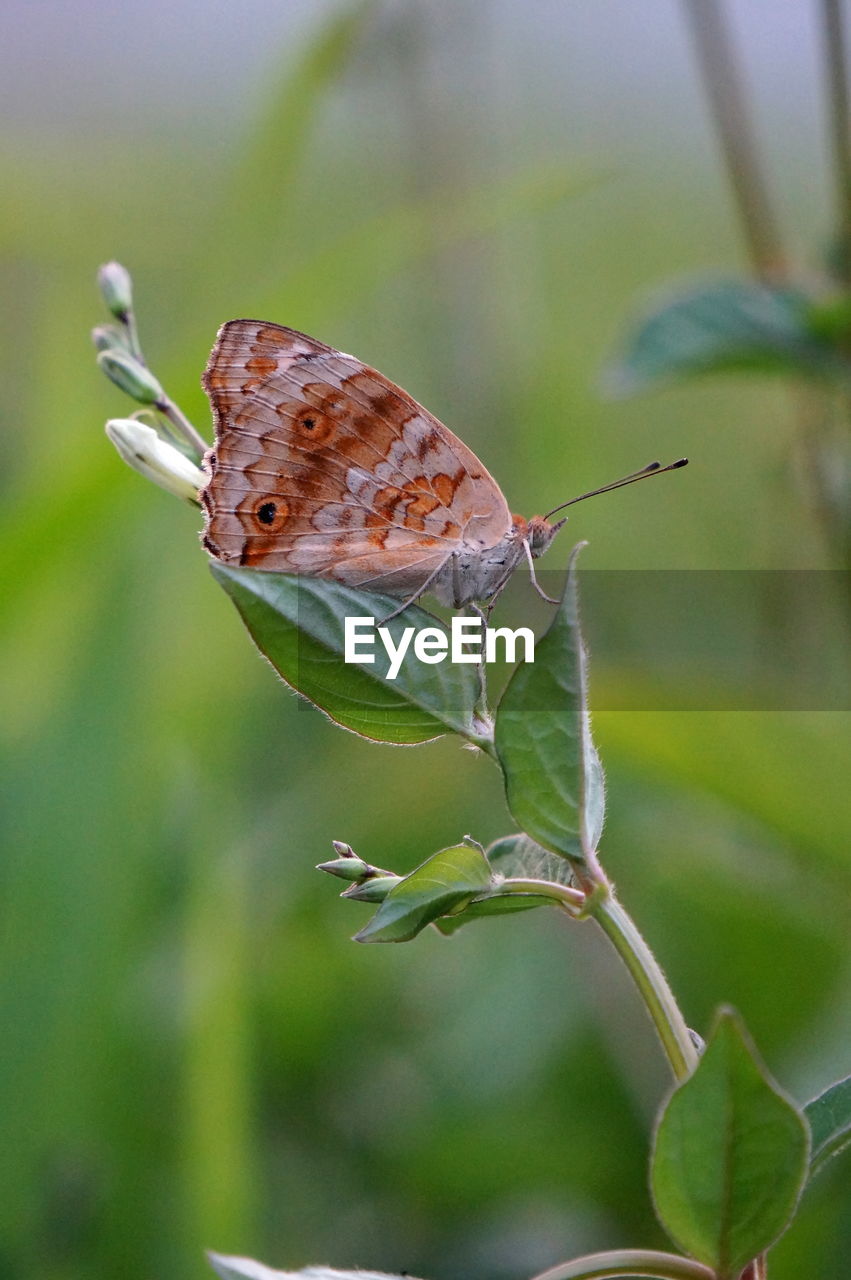 animal themes, animal, animal wildlife, insect, wildlife, one animal, plant, beauty in nature, animal wing, nature, butterfly, moths and butterflies, close-up, plant part, animal body part, leaf, macro photography, focus on foreground, no people, perching, flower, environment, outdoors, side view, full length, fragility, selective focus, macro, magnification, day, food, green