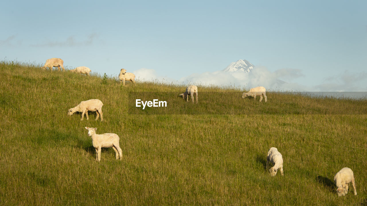 SHEEP GRAZING ON FIELD