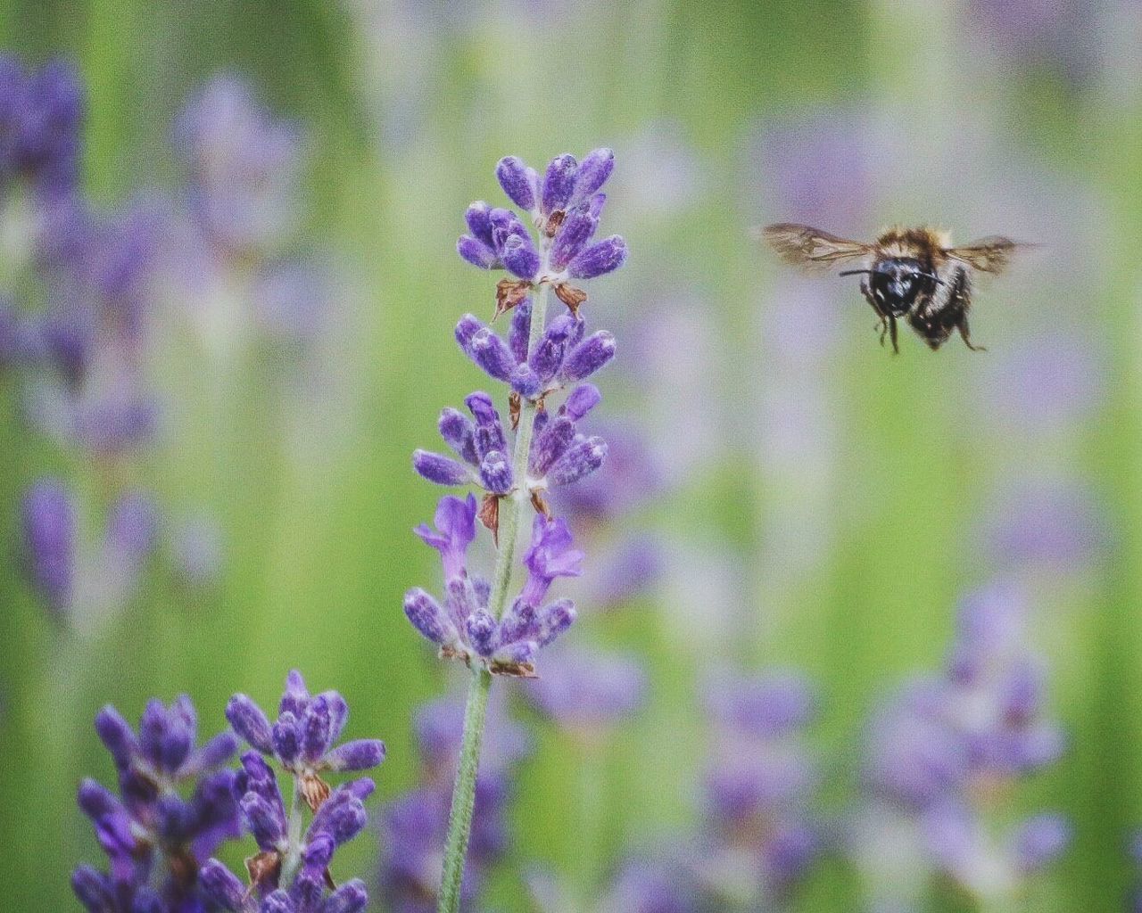 CLOSE-UP OF INSECT ON PURPLE FLOWER