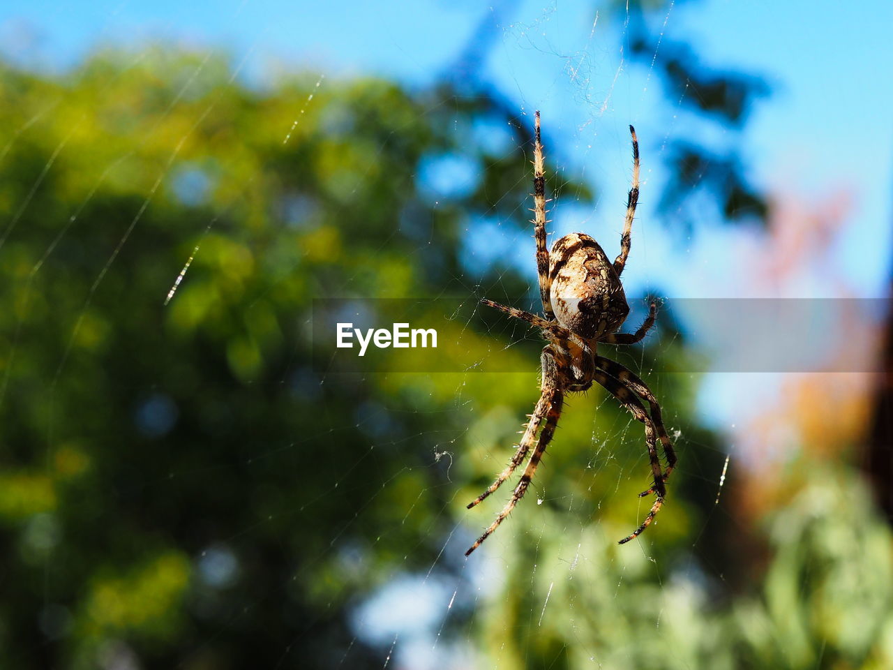 CLOSE-UP OF SPIDER WEB