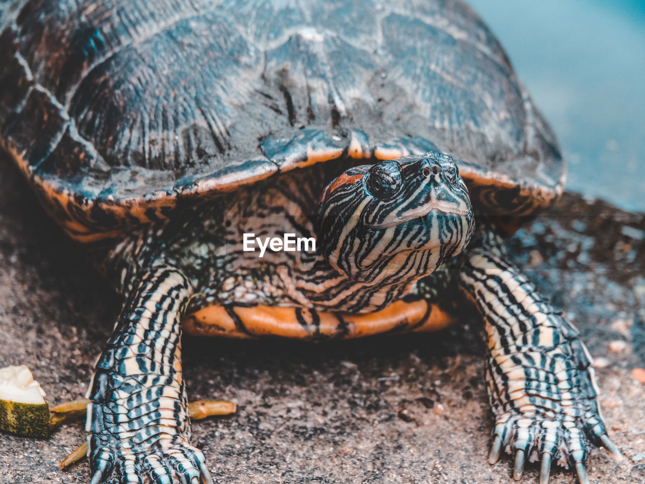 High angle view of turtle on ground