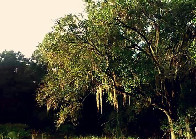 VIEW OF TREES IN FOREST