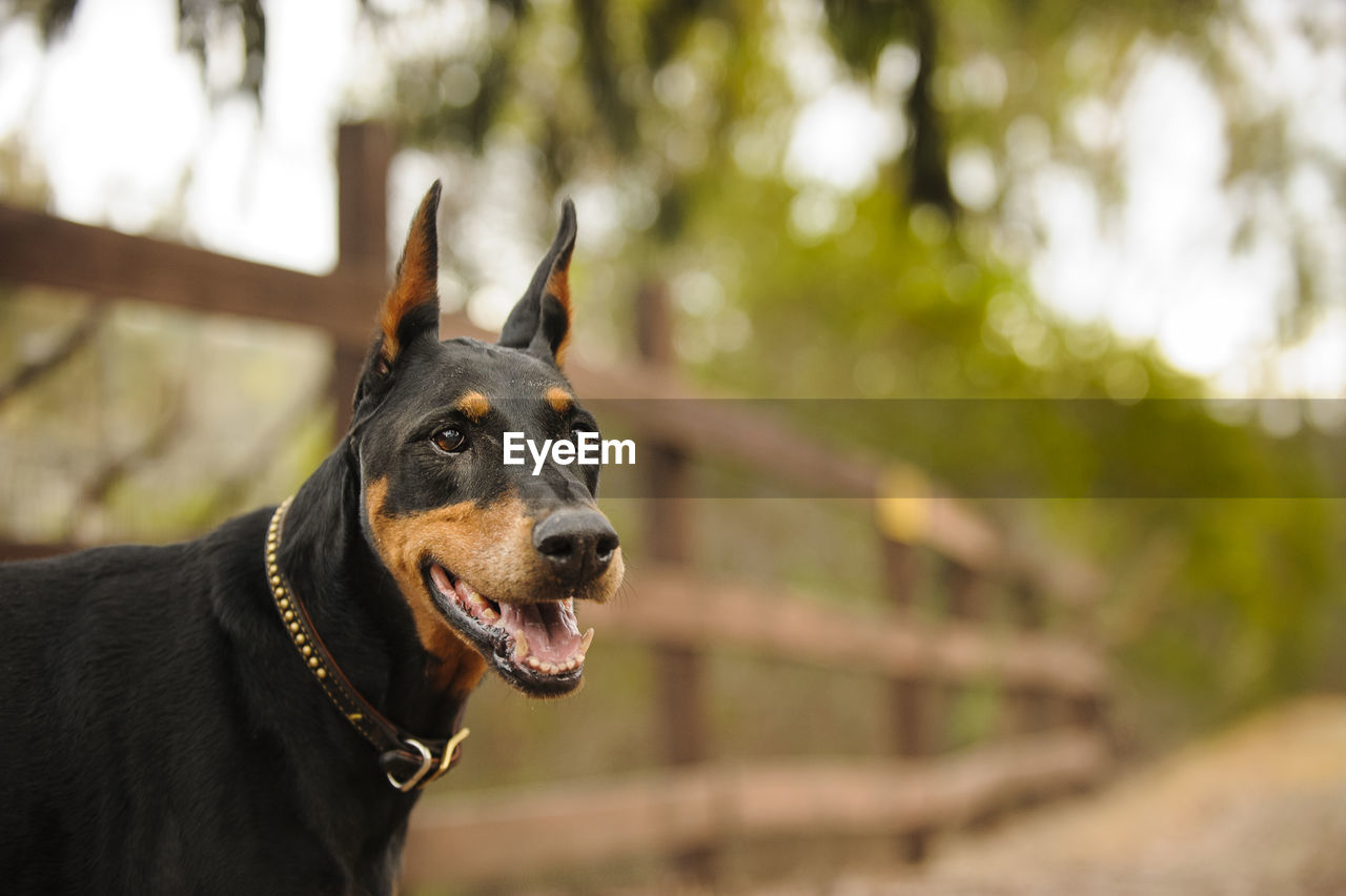 Side view of doberman pinscher at park