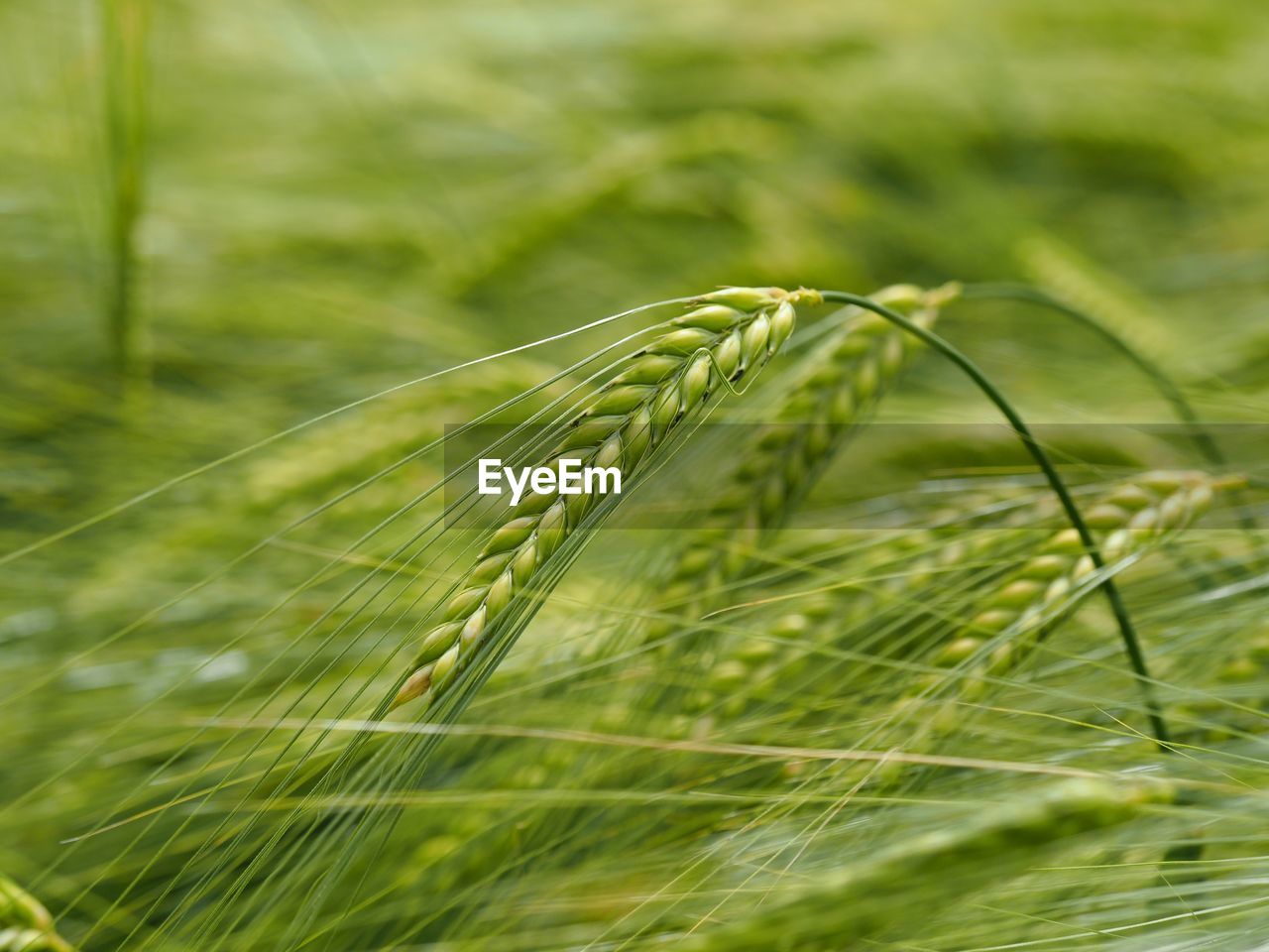 CLOSE-UP OF WHEAT CROP IN FIELD