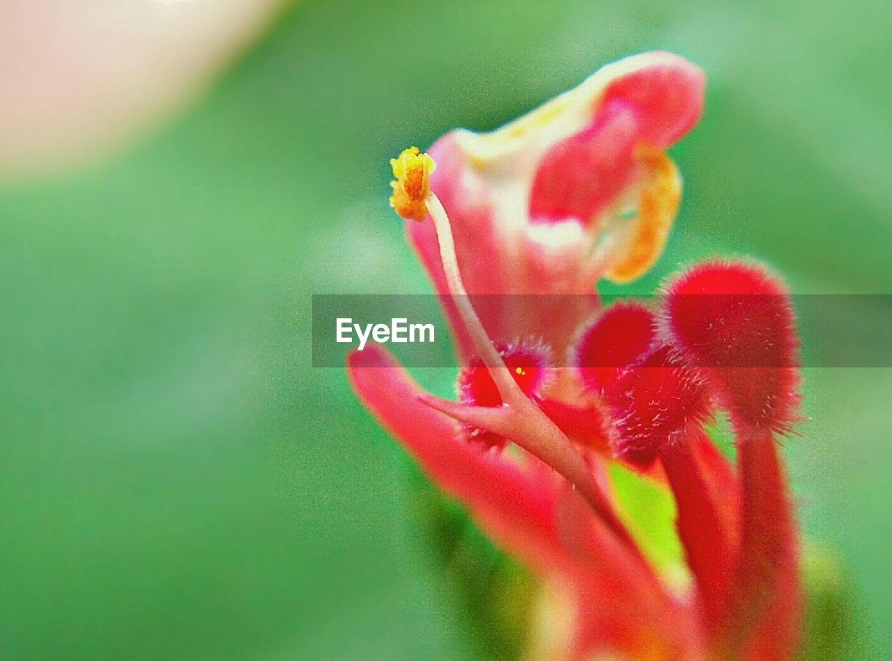 CLOSE-UP OF RED FLOWER BLOOMING