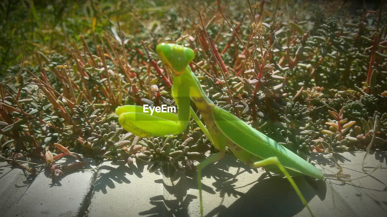 CLOSE-UP OF FRESH GREEN PLANTS