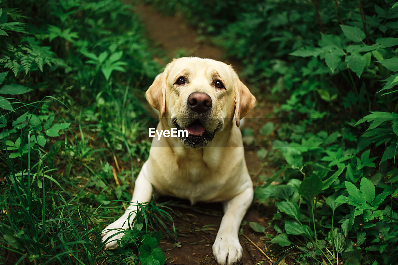 PORTRAIT OF DOG SITTING ON GREEN PLANTS