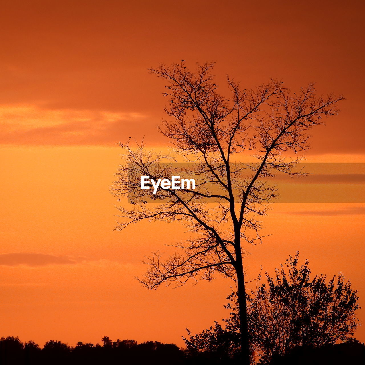 tree, sunset, silhouette, sky, orange color, beauty in nature, plant, scenics - nature, nature, bare tree, environment, afterglow, landscape, tranquility, red sky at morning, tranquil scene, dawn, no people, branch, land, dramatic sky, cloud, outdoors, idyllic, non-urban scene, sun, evening, savanna, romantic sky, back lit, horizon, outline, sunlight, rural scene, red, vibrant color, tree trunk, travel destinations, twilight, forest, yellow