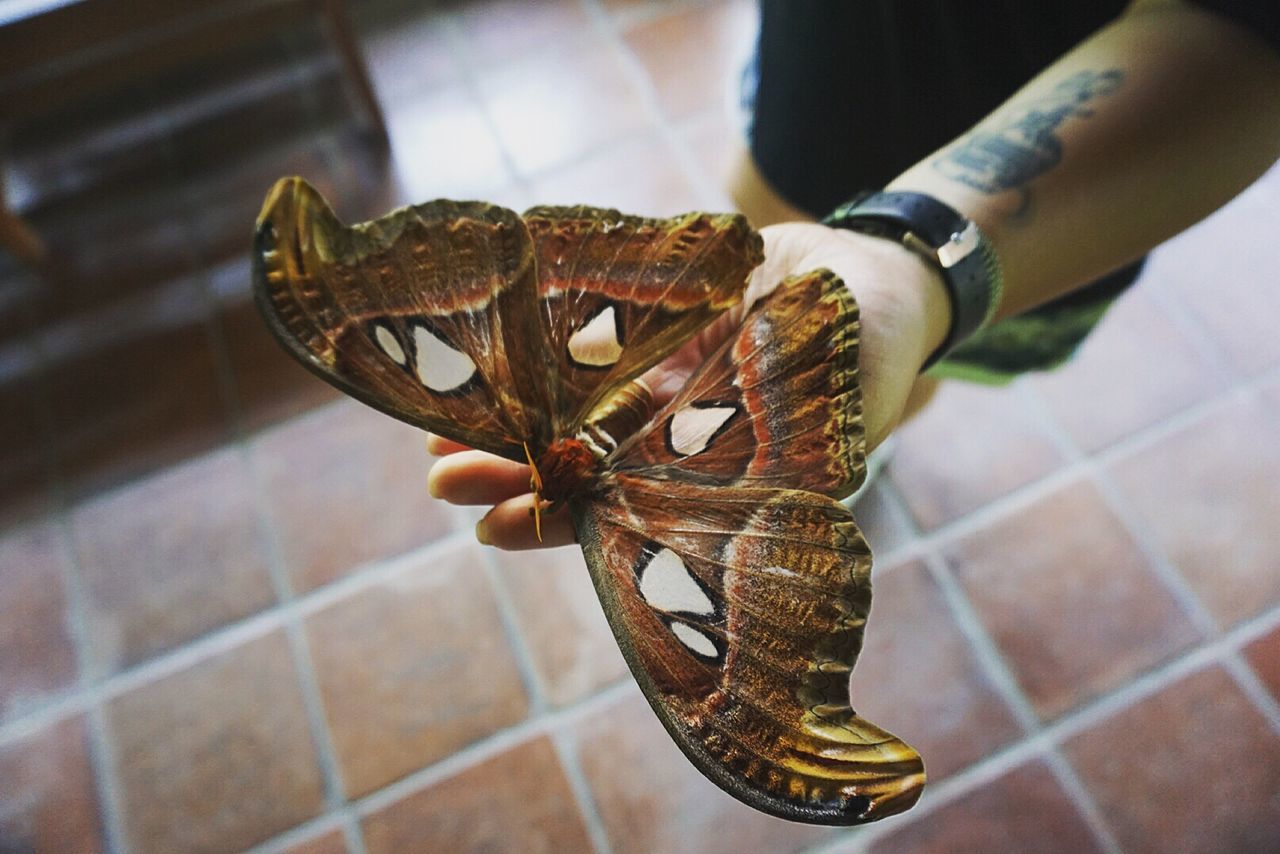 High angle view of woman with giant butterfly on hand