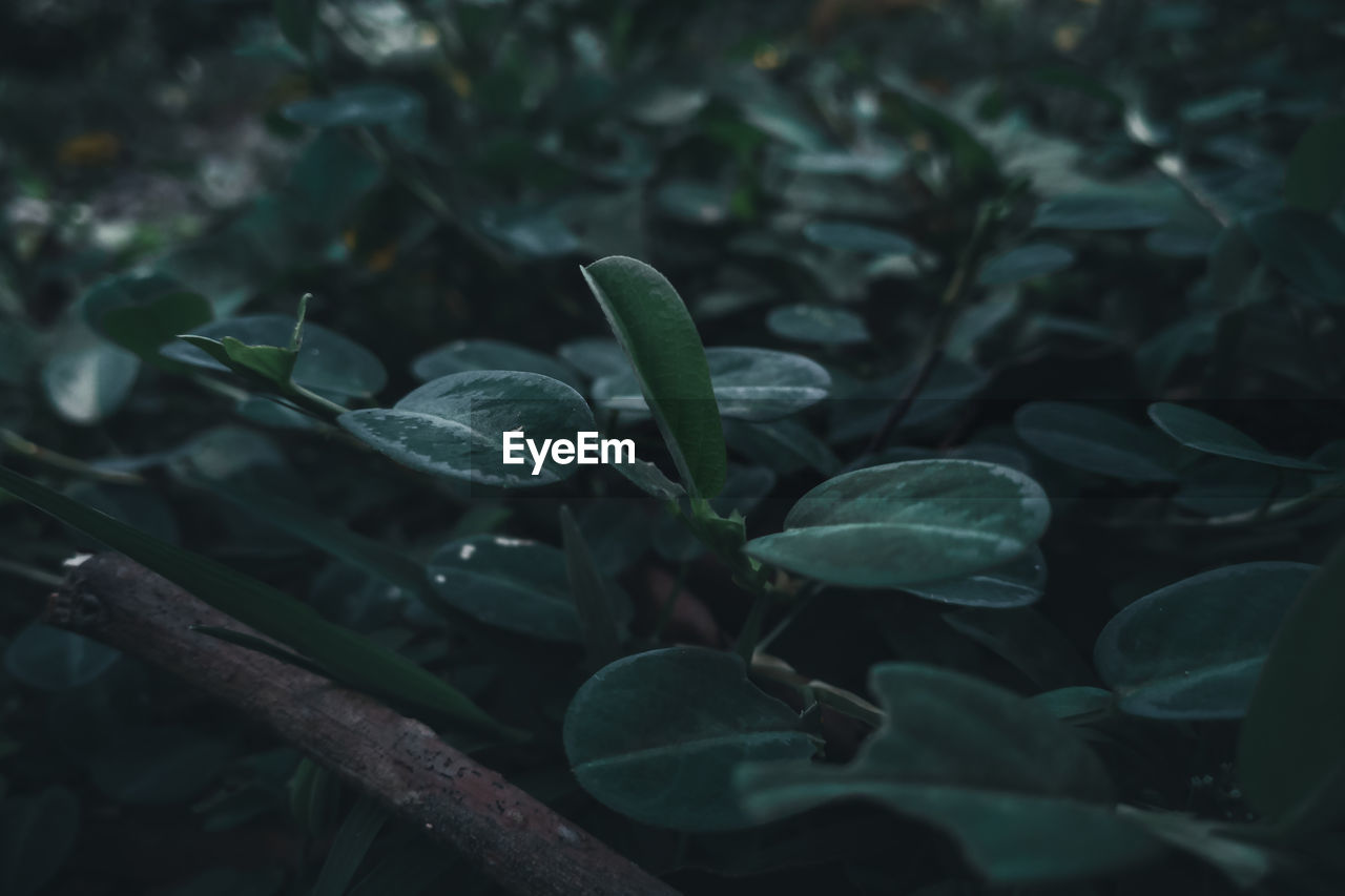 High angle view of plant growing on field