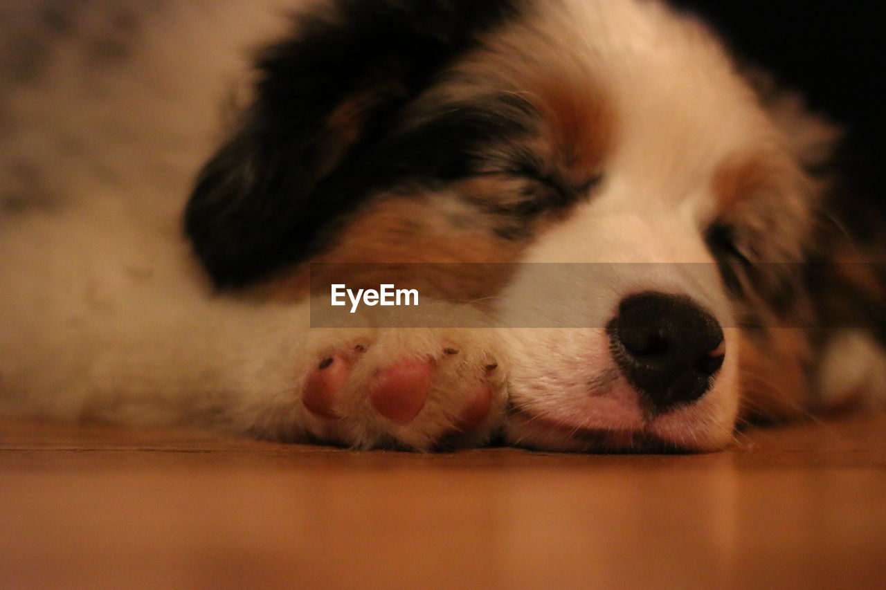 Close-up of dog sleeping at home