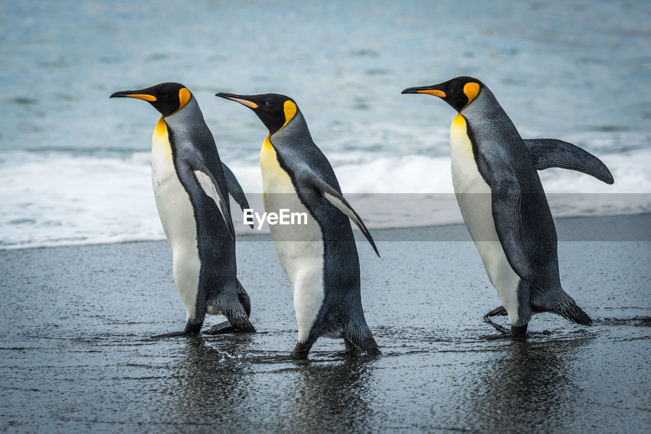 Three king penguins walking together on beach