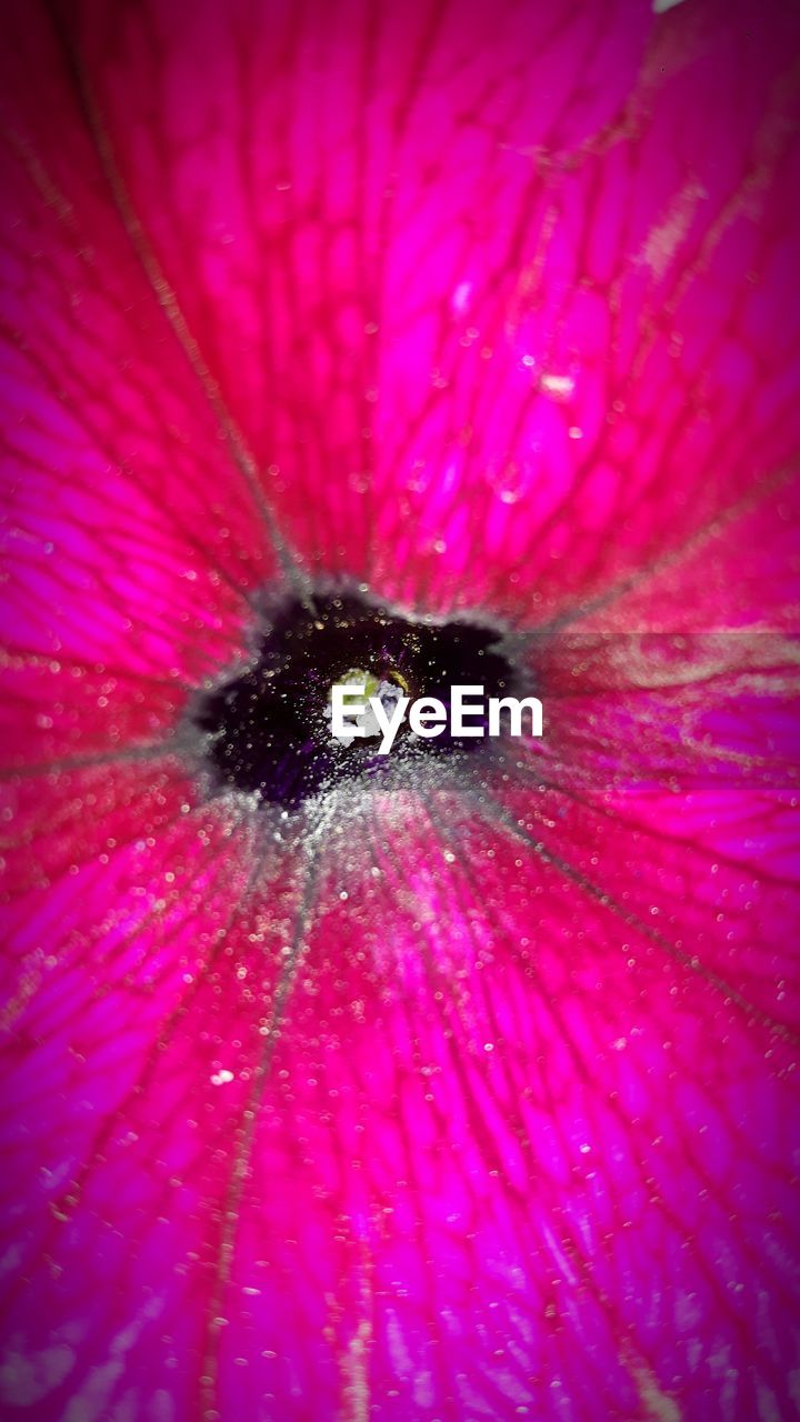 EXTREME CLOSE-UP OF PINK FLOWER