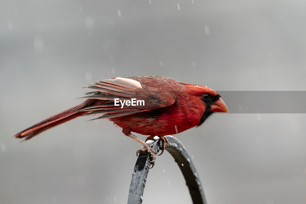 Close-up of bird perching on metal