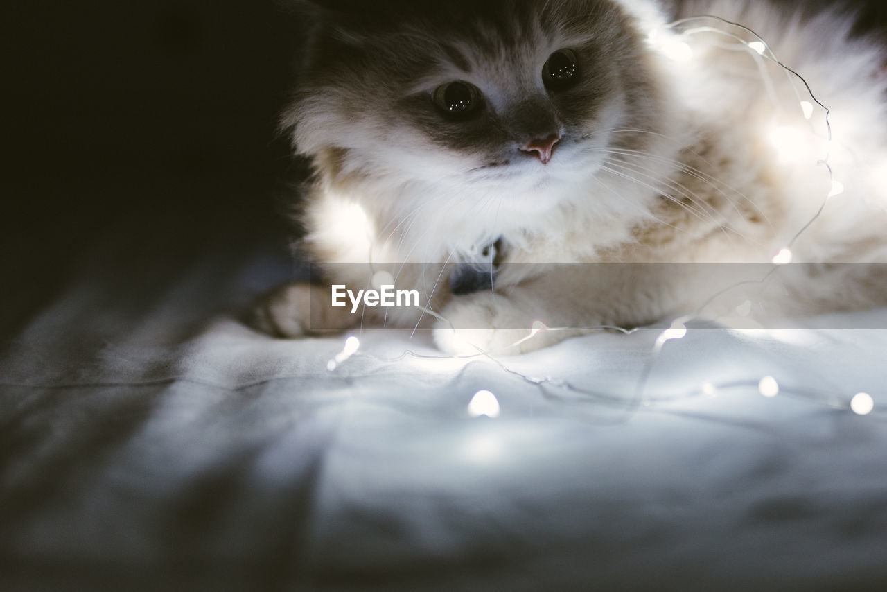 Close-up of cat by illuminated string lights on bed in darkroom