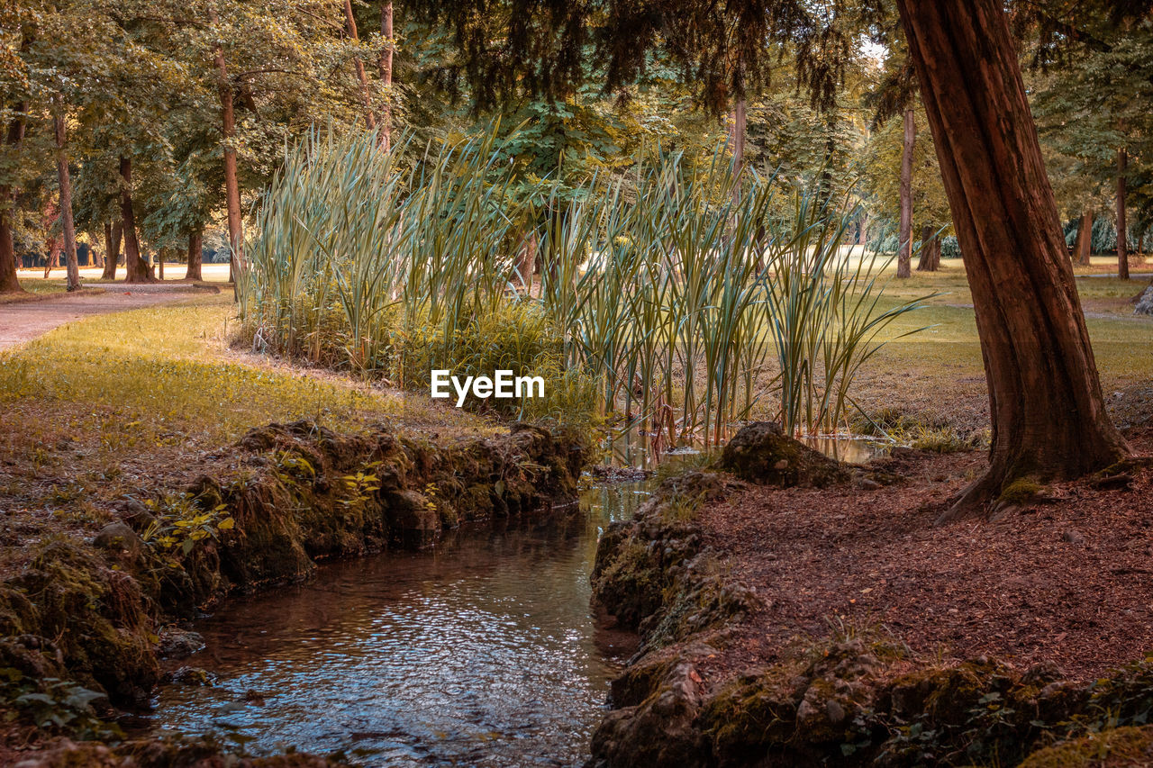 Stream amidst trees in forest