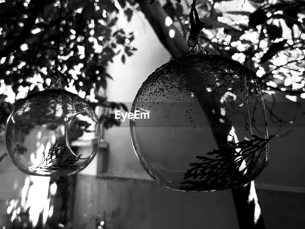 LOW ANGLE VIEW OF CHRISTMAS TREE HANGING ON BRANCH