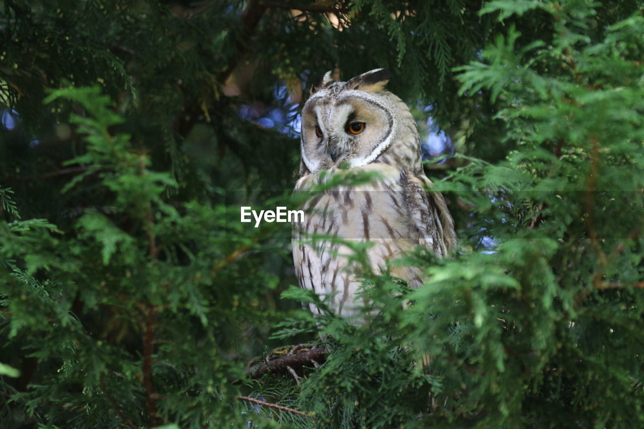 Low angle view of owl perching on tree