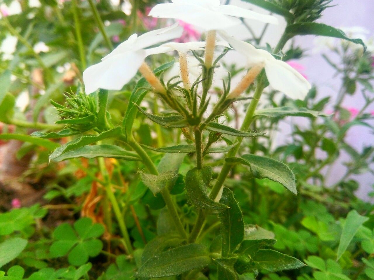 CLOSE-UP OF FRESH GREEN PLANT