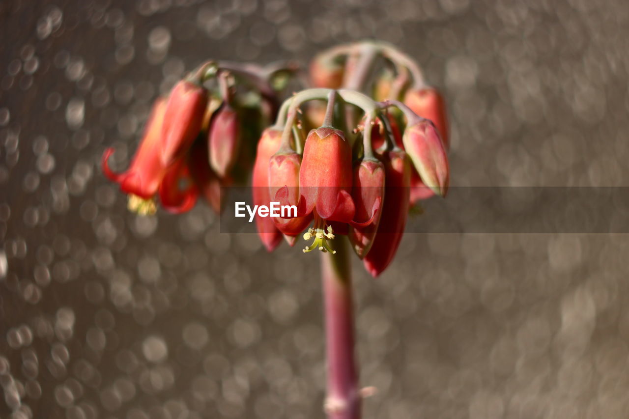 Lovely flowers whit cirucular bokeh