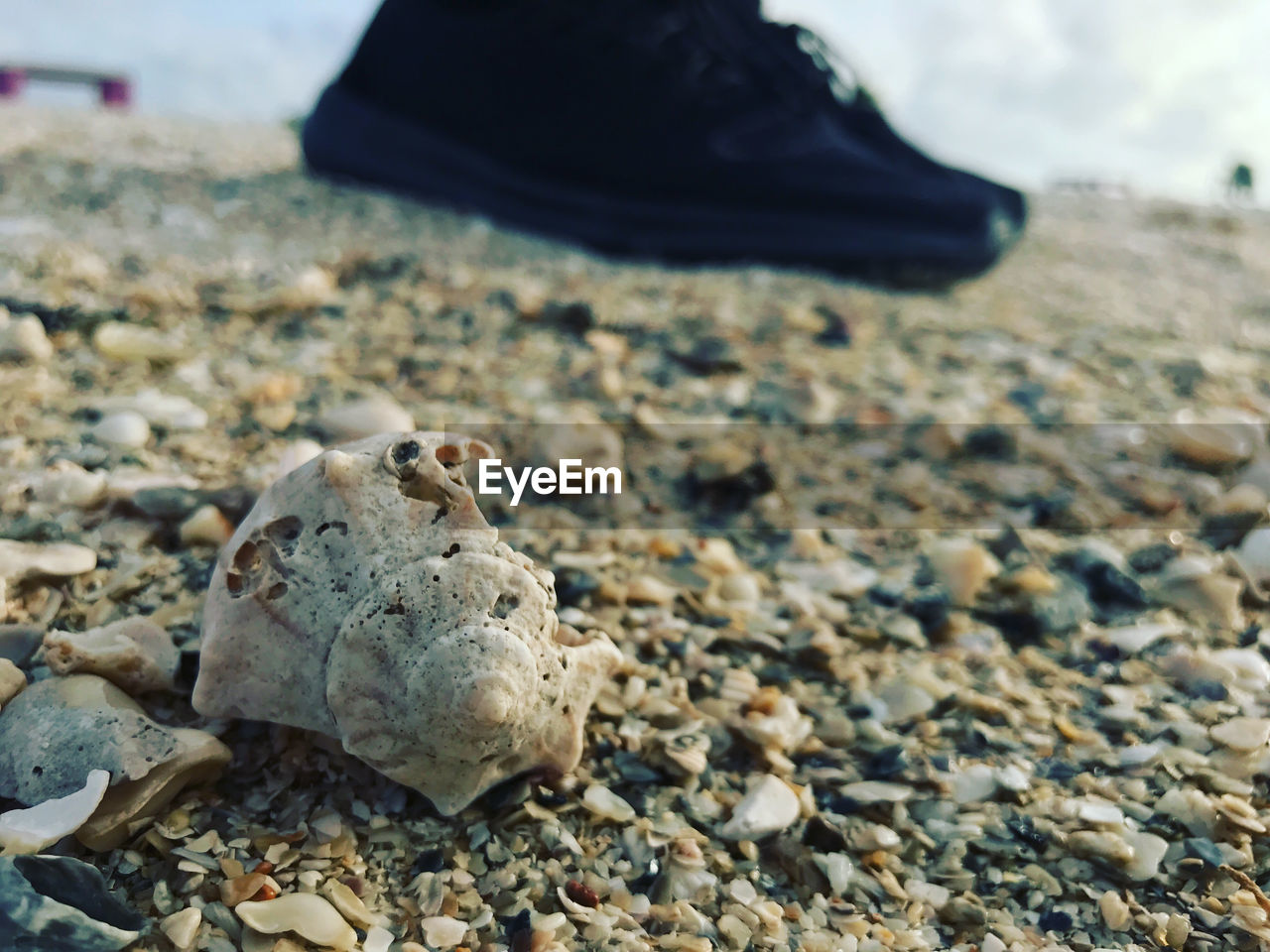 CLOSE-UP OF ANIMAL SHELL ON SAND