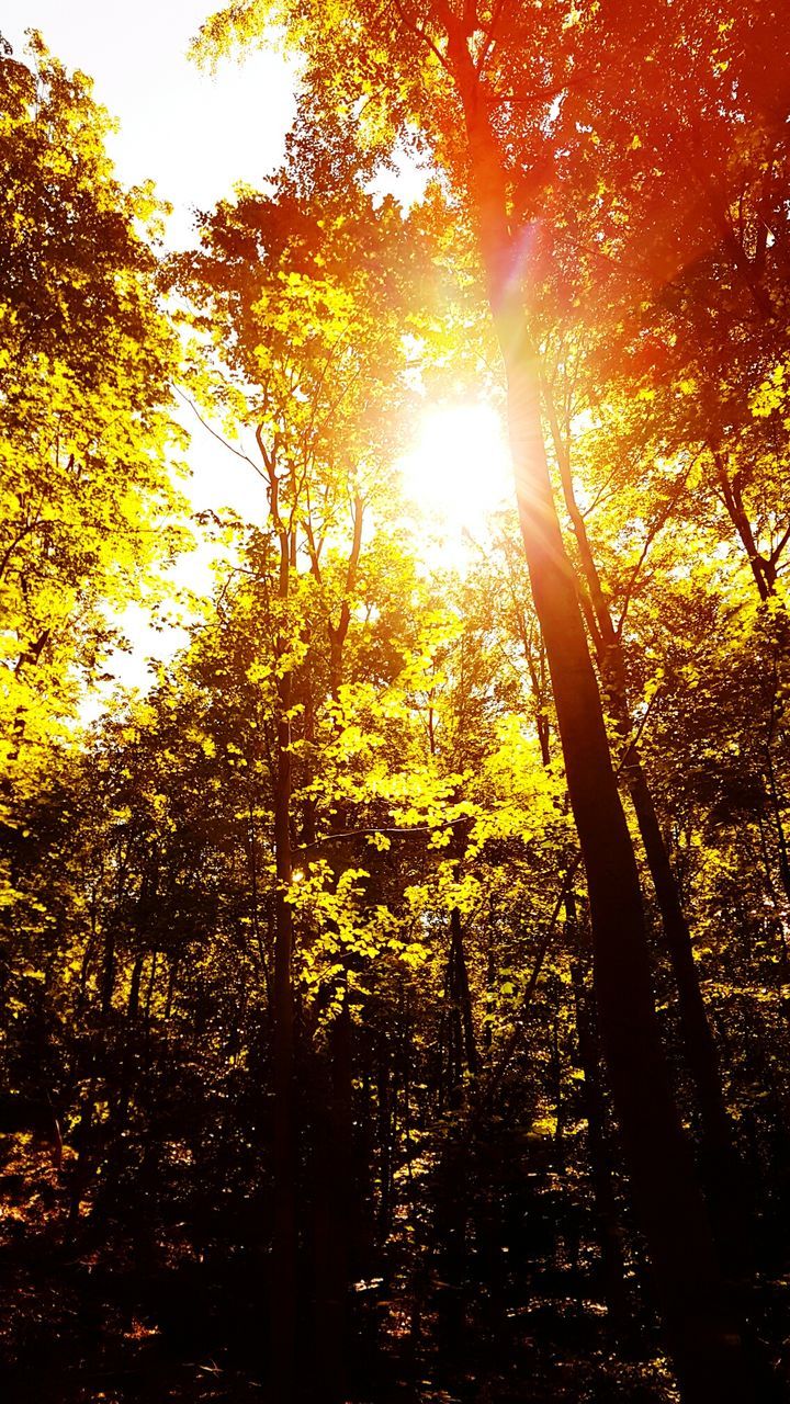 LOW ANGLE VIEW OF TREES AGAINST SKY