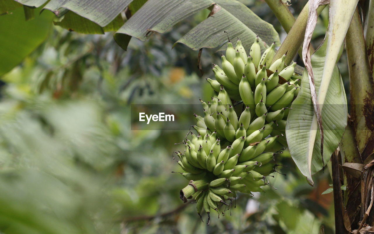 CLOSE-UP OF FRESH GREEN PLANT