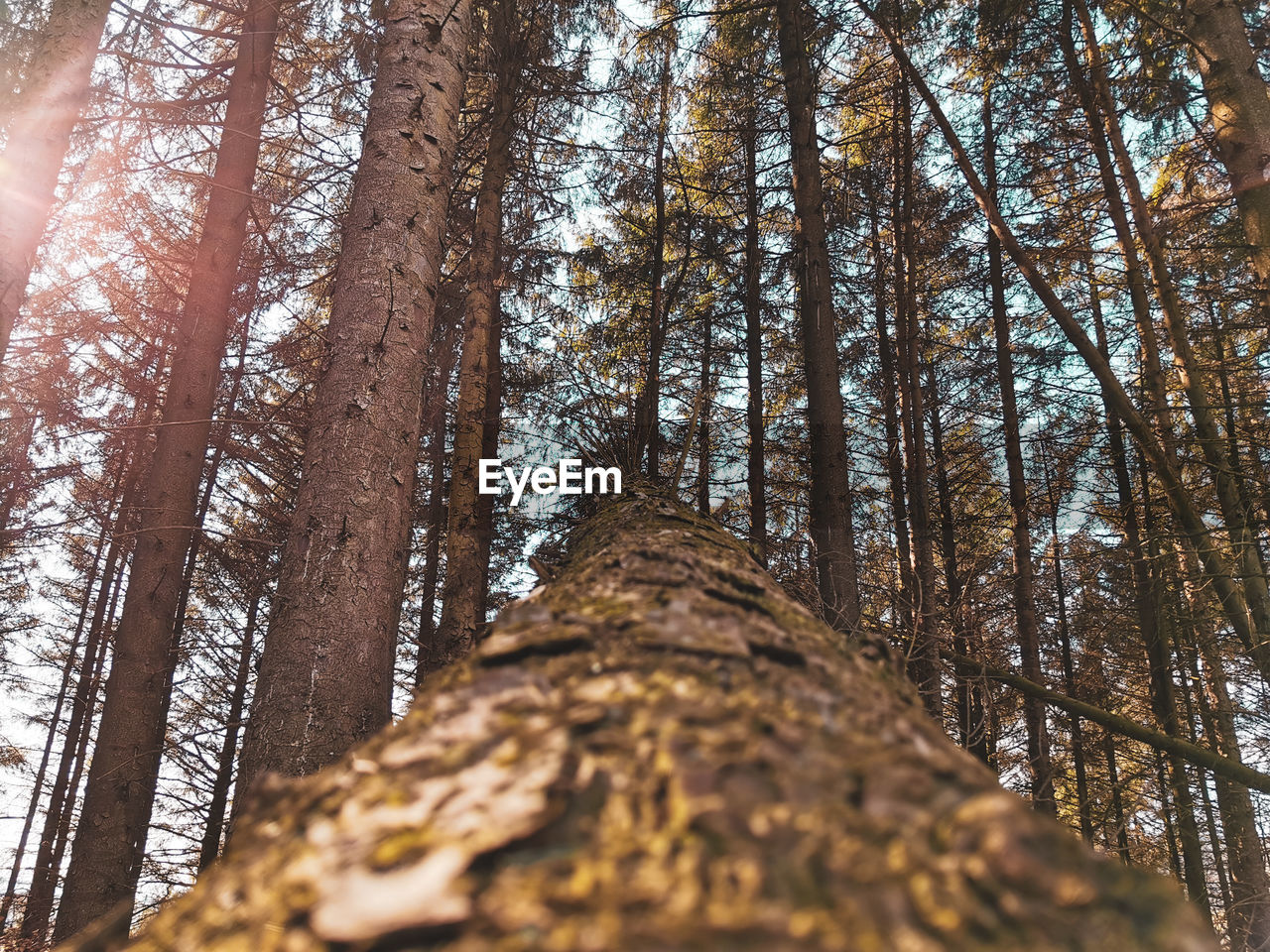 Low angle view of trees in forest