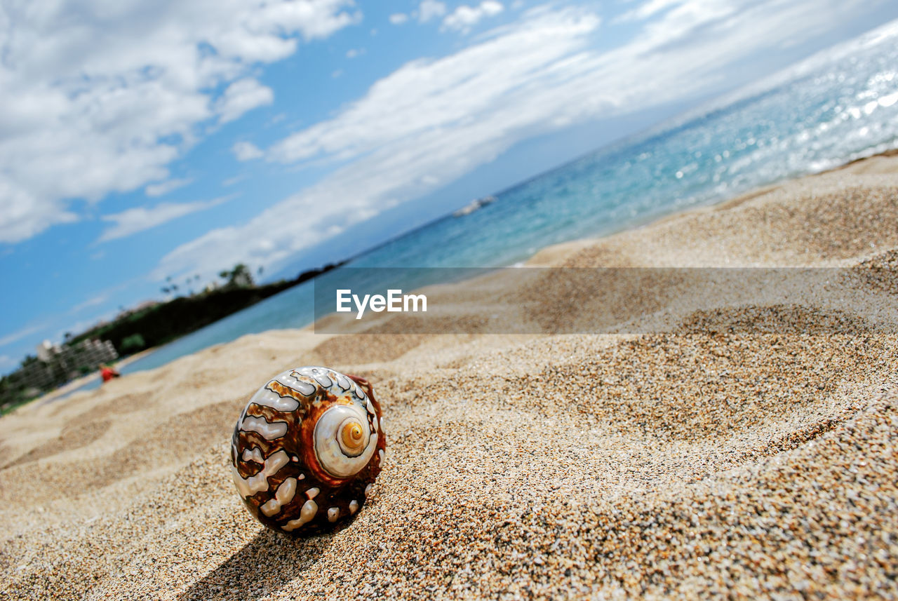 CLOSE-UP OF SNAIL ON BEACH AGAINST SKY