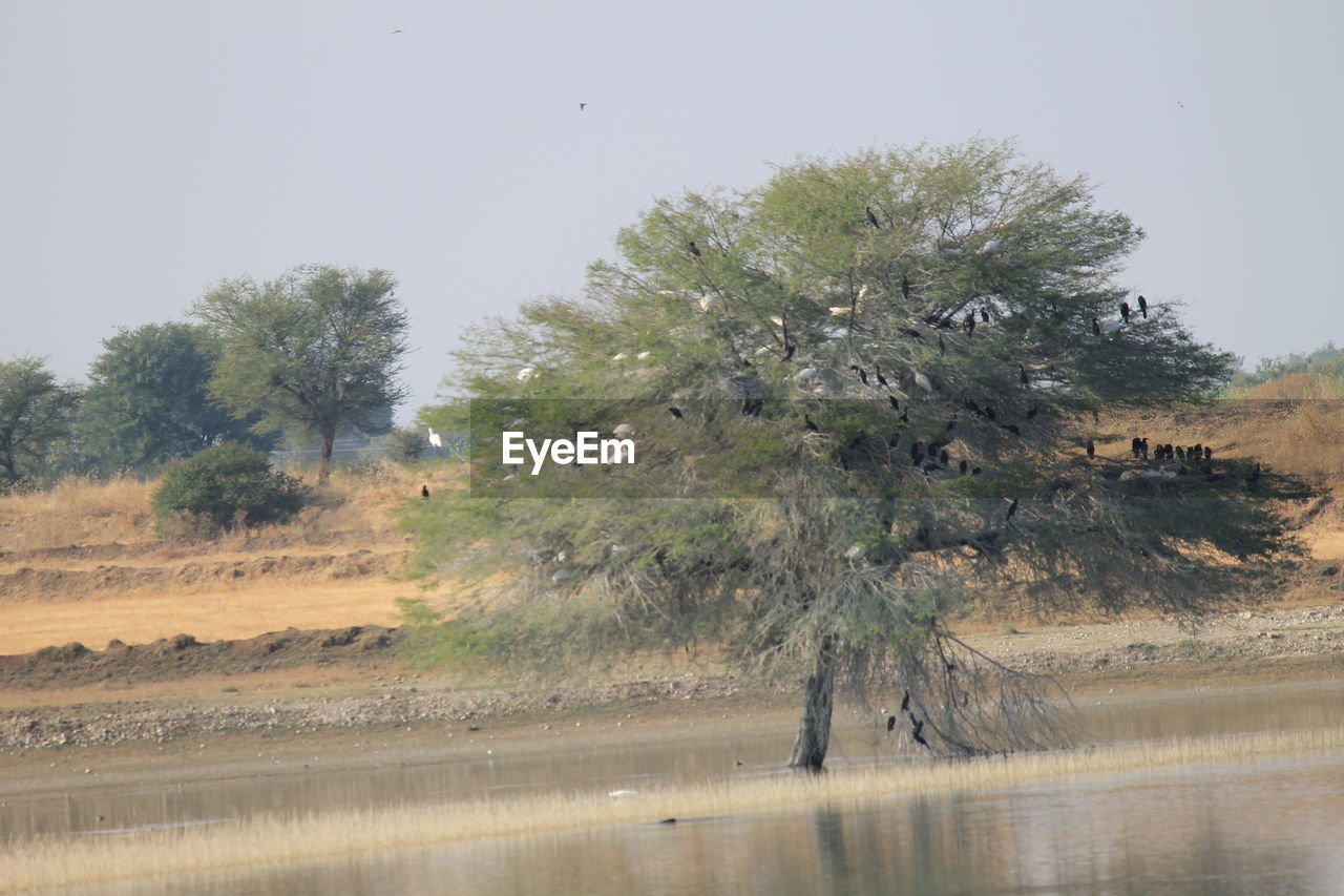 SCENIC VIEW OF LAKE AGAINST TREES