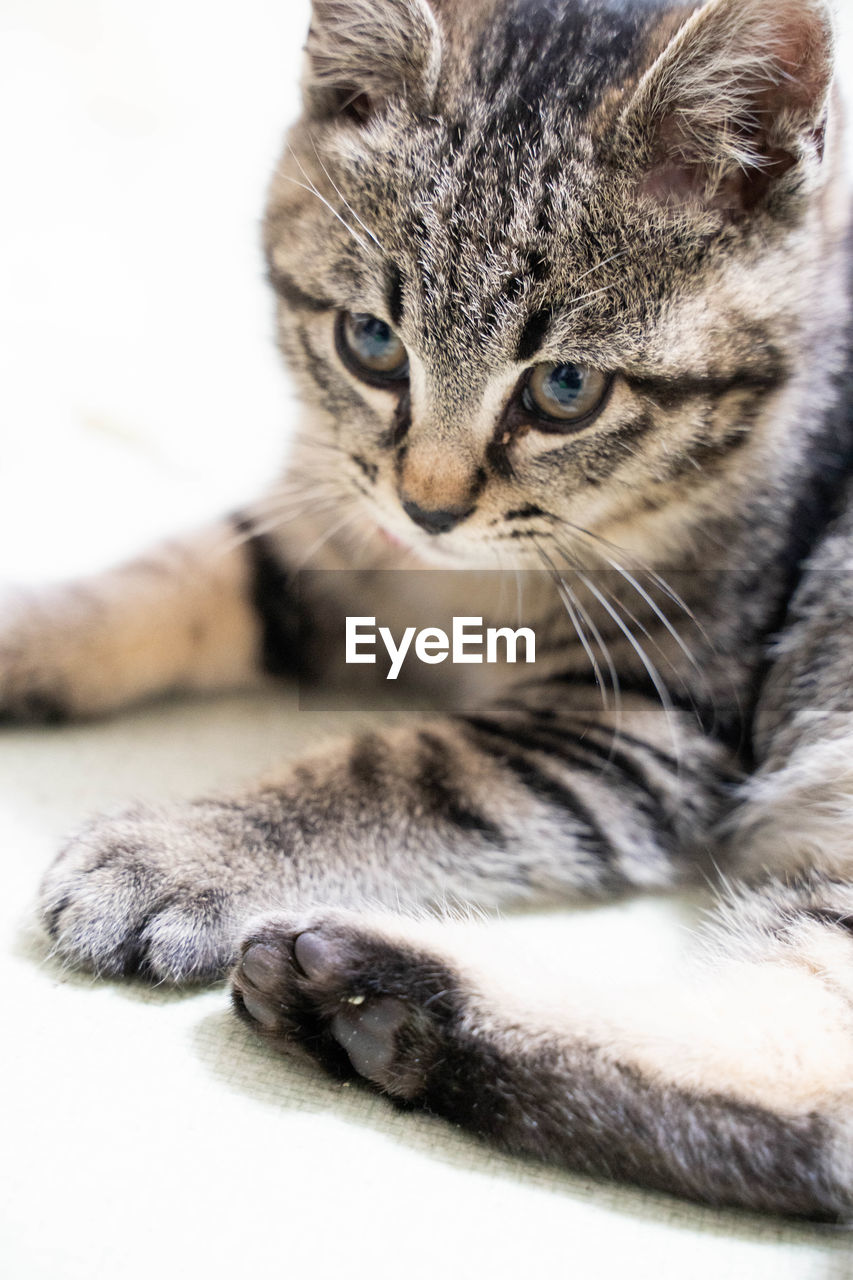 Close-up portrait of a cat