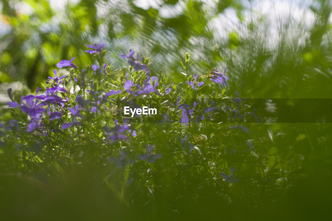 Close-up of purple flowering plants on field