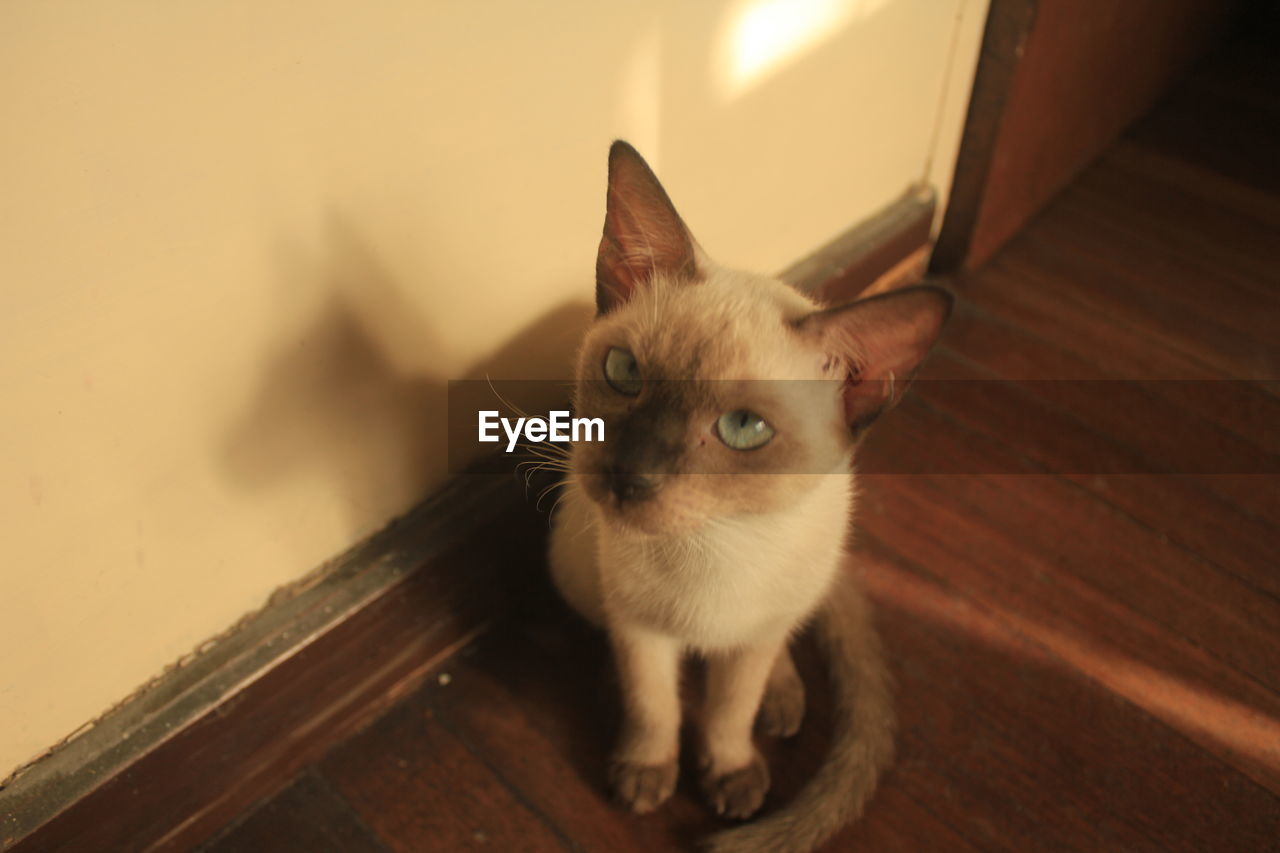 PORTRAIT OF A CAT ON FLOOR