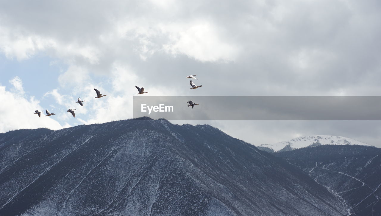 FLOCK OF BIRDS FLYING OVER MOUNTAIN