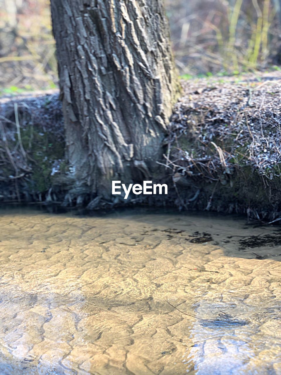 CLOSE-UP OF TREE TRUNK