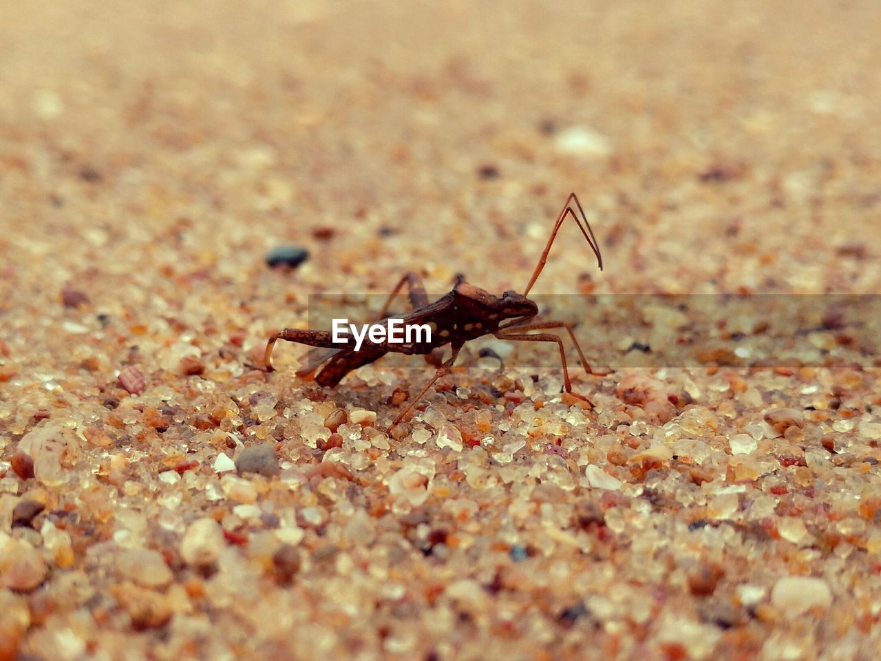 CLOSE-UP OF INSECT ON GROUND