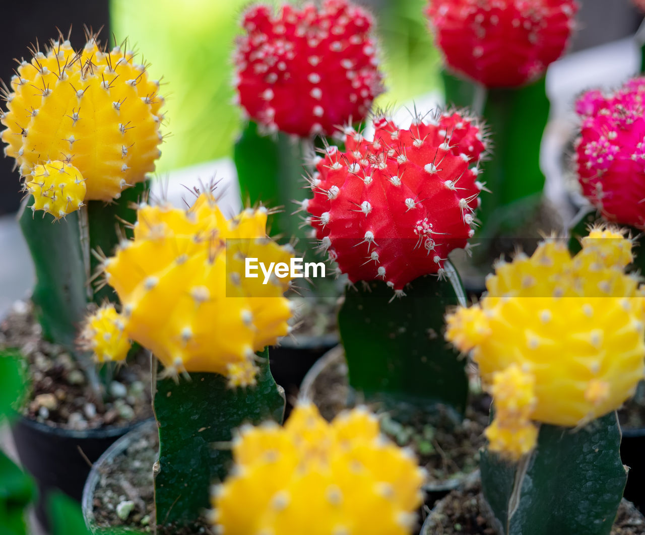 Close up colourful of cactus.