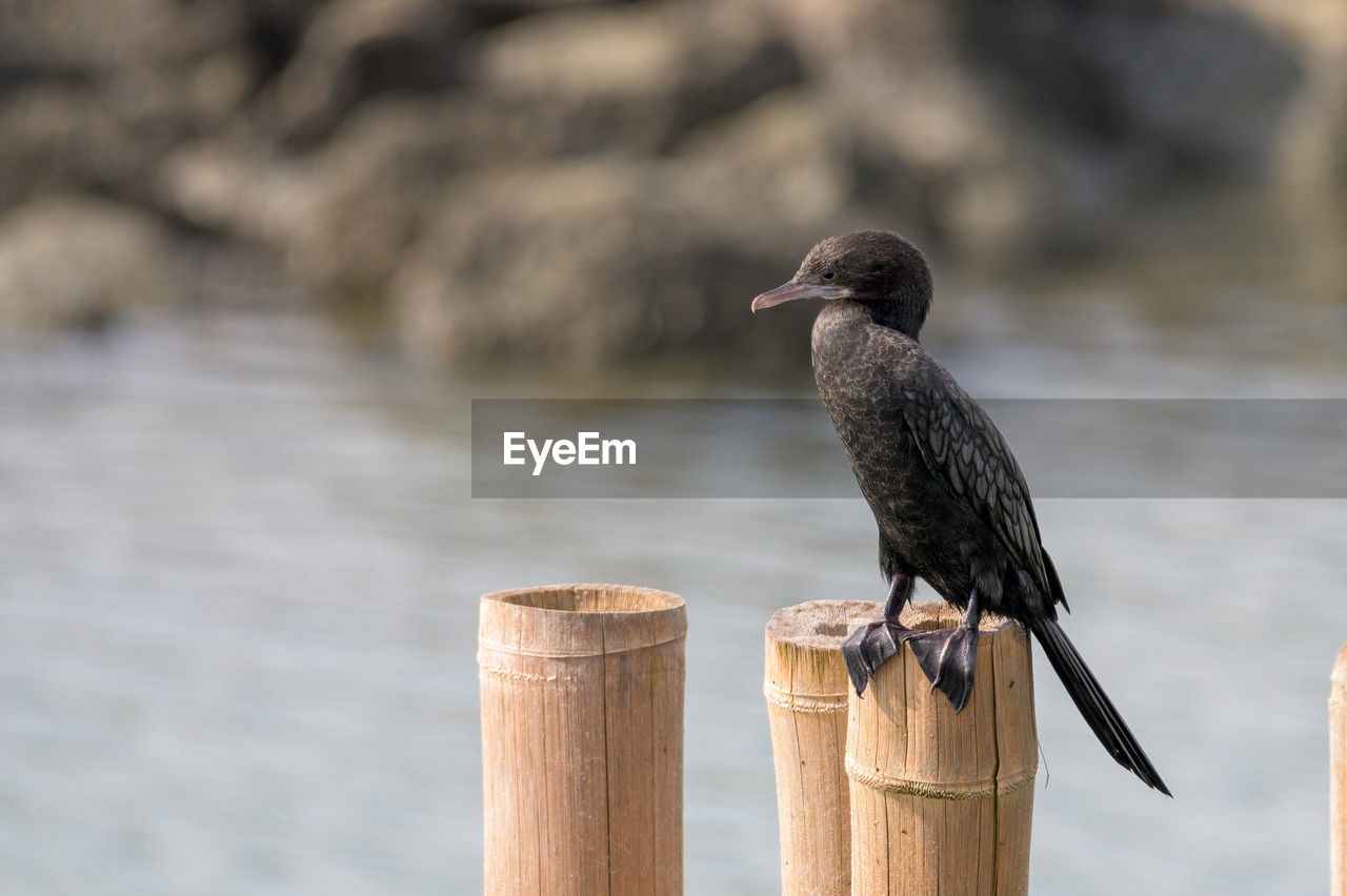 bird, animal themes, animal, animal wildlife, wildlife, one animal, wood, perching, water, post, wooden post, beak, nature, focus on foreground, no people, cormorant, day, outdoors, full length, black, lake, close-up