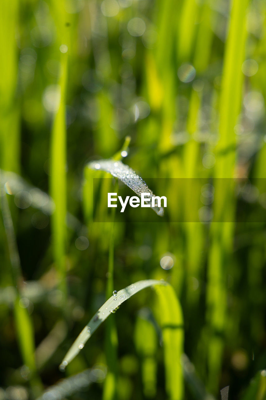 green, grass, plant, growth, nature, meadow, flower, water, beauty in nature, plant stem, no people, macro photography, close-up, wet, leaf, drop, moisture, dew, lawn, land, animal themes, day, selective focus, animal, outdoors, field, freshness, animal wildlife, blade of grass, focus on foreground, environment, one animal, plant part