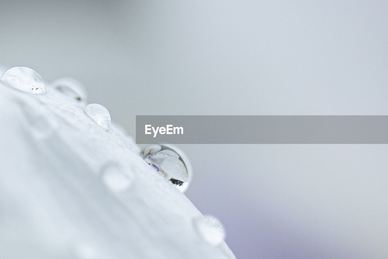 CLOSE-UP OF WATER DROP ON WHITE BACKGROUND